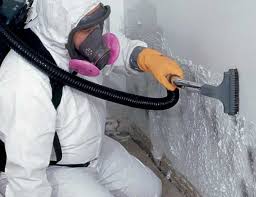 Vamo, FL Mold Removal Services Company